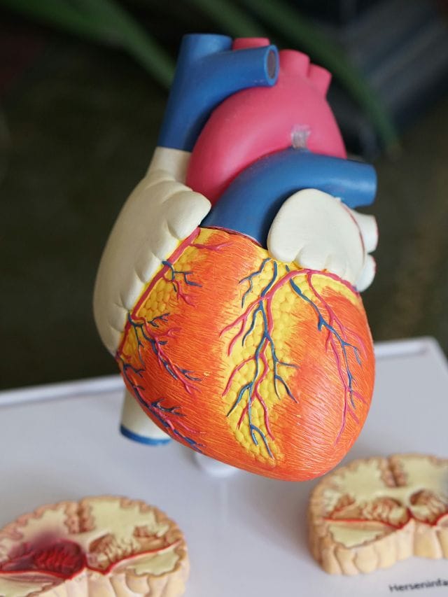 হৃদৰোগৰ শংকা দূৰ কৰে নেকি নিৰামিষ খাদ্যই? জানিবলৈ চাওক এতিয়াই