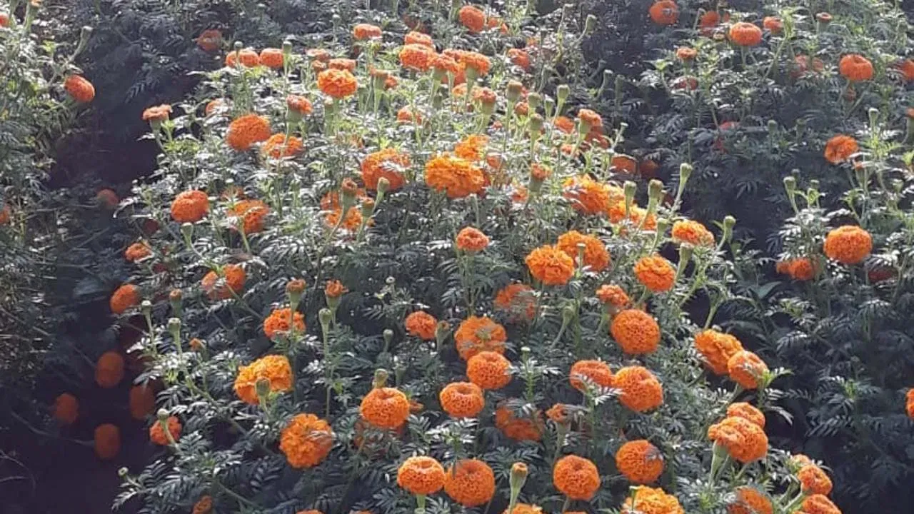 আপুনি জানেনে যে নাৰ্জী ফুলে আপোনাৰ ঘৰৰ সৌন্দৰ্য বৃদ্ধি কৰাই নহয়, আপোনাৰ স্বাস্থ্যও উন্নত কৰিব পাৰে? নাৰ্জী ফুল ব্যৱহাৰ কৰিলে বহুতো গুৰুতৰ স্বাস্থ্যজনিত সমস্যাৰ...