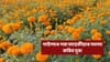 আপোনাৰ ঘৰতো নাৰ্জী ফুল আছে নেকি? তেন্তে জানক এইবোৰ কথা...