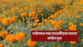 আপোনাৰ ঘৰতো নাৰ্জী ফুল আছে নেকি? তেন্তে জানক এইবোৰ কথা