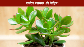 মানি প্লান্টতকৈ শুভ! আৰ্থিক উন্নতিৰ বাবে ঘৰলৈ আনক এই উদ্ভিদ, জানক ইয়াৰ নাম…...