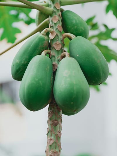 আপোনাৰ ক্ষতি কৰিব নেকি কেঁচা অমিতাই! এনে সমস্যা আছে যদি নোখোৱাই ভাল