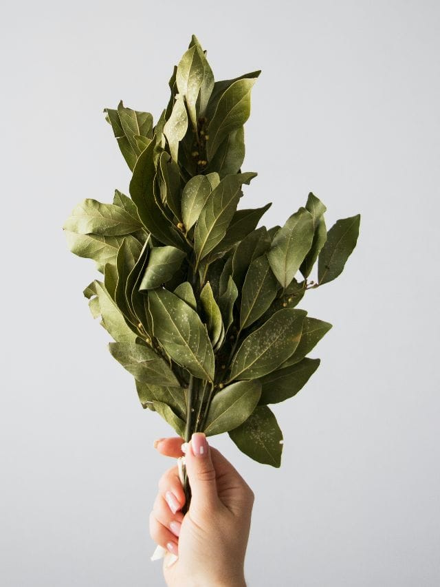 কেৱল সোৱাদ-সুগন্ধই নহয়, তেজপাতৰ এনে চমৎকাৰী গুণৰ বিষয়ে হয়তো আপুনিও অজ্ঞাত!