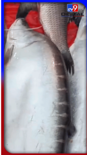 হেঁপাহৰ ভোগালীঃ বজাৰত মাছৰ উজান...