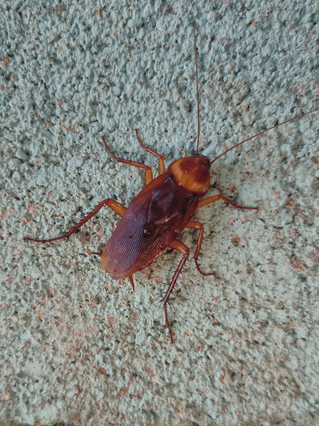 ঘৰৰ পৰা পইতাচোৰা দূৰ কৰাৰ ৫টা সহজ, ঘৰুৱা উপায়…