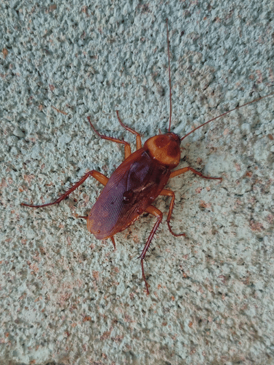 ঘৰৰ পৰা পইতাচোৰা দূৰ কৰাৰ ৫টা সহজ, ঘৰুৱা উপায়…