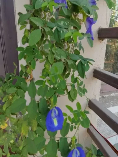 ঘৰত অপৰাজিতা ফুল ৰোৱাটো ভাল নে বেয়া? জানক…