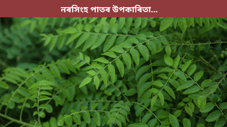 ১৪ দিন একেৰাহে নৰসিংহ পাত খালে কি উপকাৰ হয়? জানক…