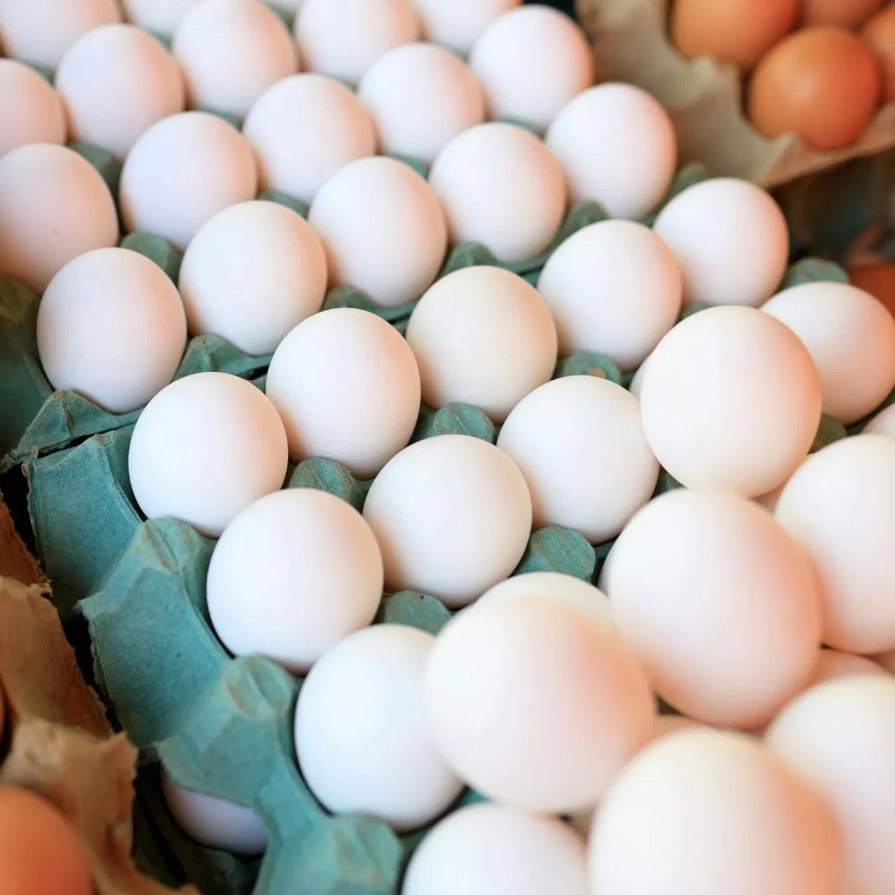 আজিও ভাৰতত কোৱা হয় প্ৰতিদিনে কণী খাব লাগে। কণী প্ৰটিন আৰু আন বহুতো পুষ্টিকৰ উপাদানৰ উৎকৃষ্ট উৎস। ইয়াত ভিটামিন ই, বি১২, ডি, এ, আৰু কে থাকে।এইবোৰত চেলেনিয়াম, ফছফৰাছ, জিংক, আইৰণ আদি অন্যান্য পুষ্টিকৰ উপাদানও থাকে। অৱশ্যে সেইবোৰ খাওঁতে মানুহে কিছু ভুল কৰে।