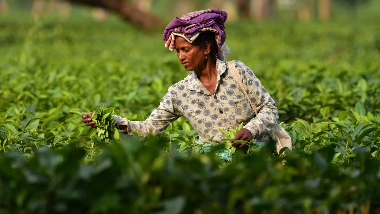 শৰ্মাই লিখিছে,"অসম চাহৰ ২০০ বছৰীয়া ঐতিহ্যৰ প্রতি সন্মান যাচি আমাৰ চৰকাৰে ইতিমধ্যে কেইবাটাও ঐতিহাসিক পদক্ষেপ গ্ৰহণ কৰিছে।
সেই প্ৰয়াসকে আৰু এখোজ আগুৱাই এইবাৰ 'এটি কলি দুটি পাত' শীৰ্ষক কাৰ্যসূচীৰ জৰিয়তে আমি চাহ বাগিচাৰ সকলো শ্ৰমিক-কৰ্মচাৰীলৈ ৫,০০০ টকাকৈ এককালীন সাহায্য আগবঢ়াবলৈ লৈছোঁ।"
