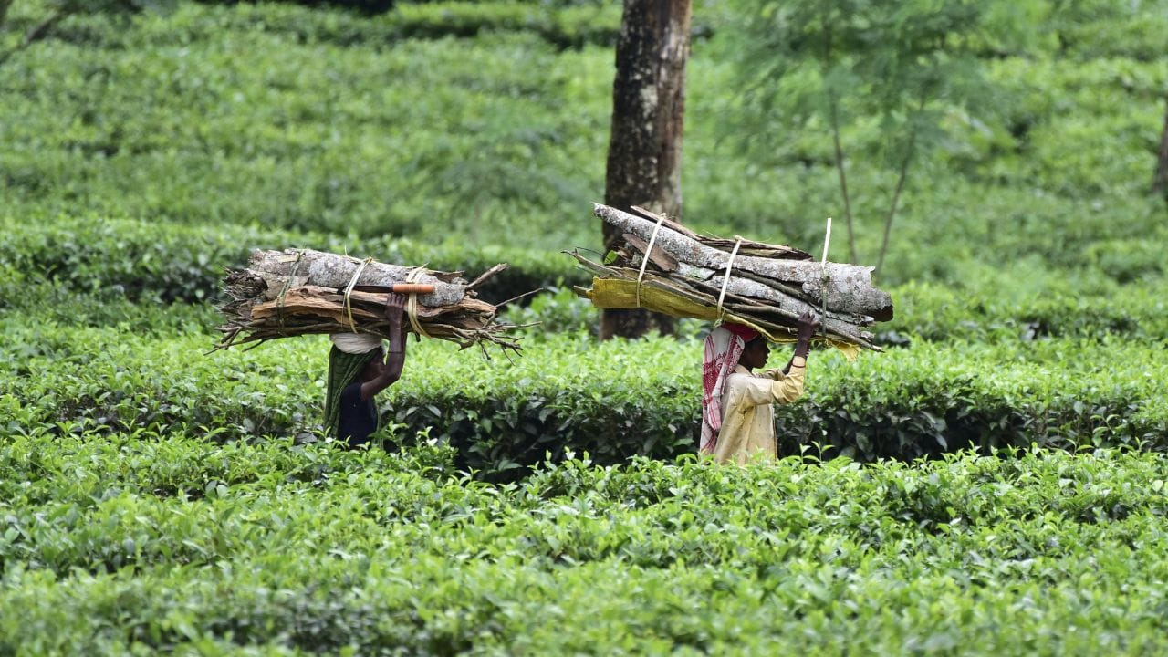 অসম চাহৰ ২০০ বছৰীয়া ঐতিহ্যৰ প্রতি সন্মান জনাই ৰাজ্য চৰকাৰৰ উদ্যোগত 'এটি কলি দুটি পাত'শীৰ্ষক কাৰ্যসূচীৰ জৰিয়তে চাহ বাগিচাৰ শ্ৰমিক (চাহ শ্ৰমিক)ৰ বাবে এককালীন ৫ হাজাৰ টকা আৰ্থিক সাহায্য ঘোষণা কৰিছে অসমৰ মুখ্যমন্ত্ৰী হিমন্ত বিশ্ব শৰ্মাই।
