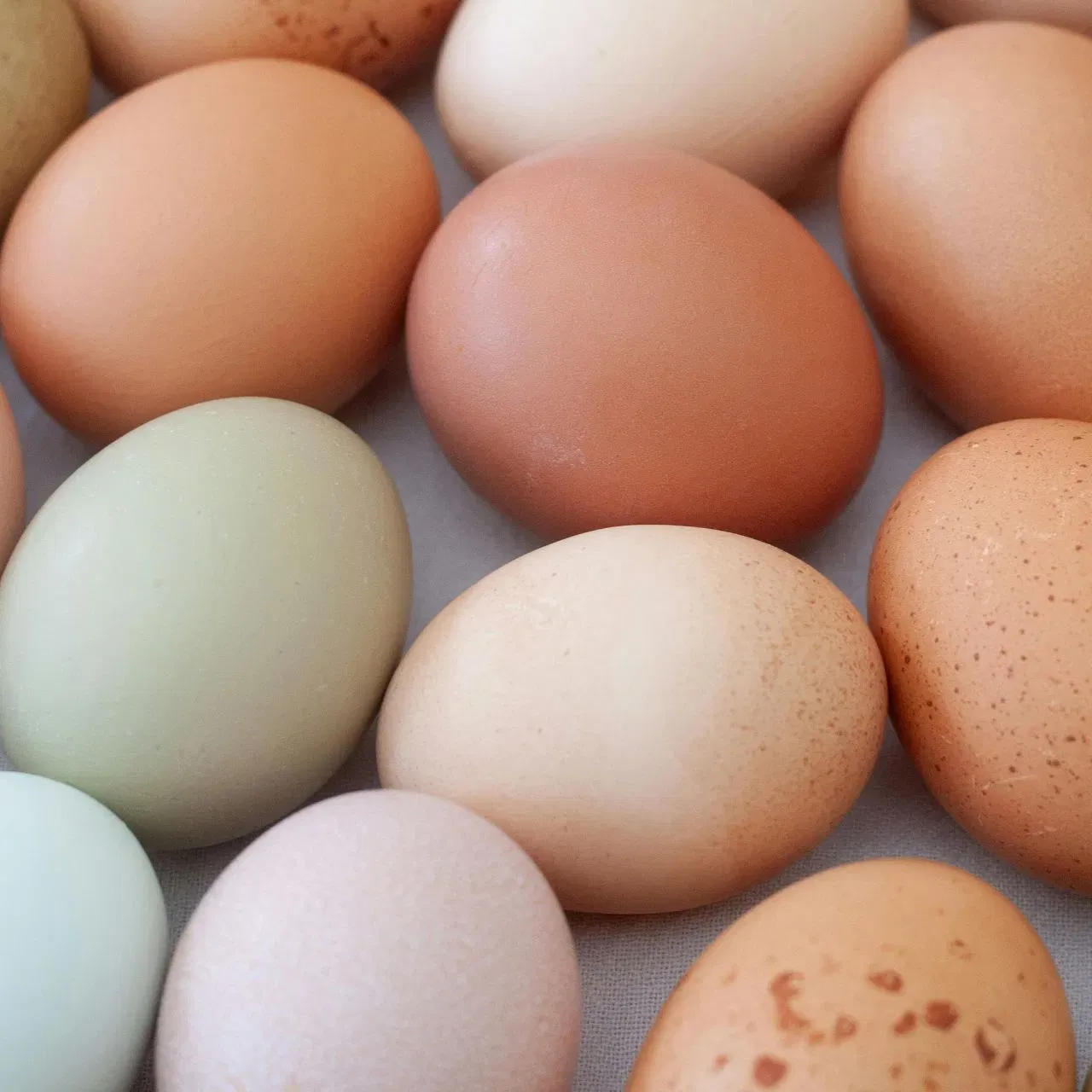 ইয়াৰ উপৰিও কণীৰ বাহিৰৰ তৰপটো যদি অলপ দানাযুক্ত আৰু ফাটমুক্ত হয় তেন্তে ইয়াক সতেজ বুলি ধৰা হয়। সামান্য ফুটা থাকিলে বেক্টেৰিয়াৰ সংক্ৰমণৰ সম্ভাৱনা বৃদ্ধি পায়।