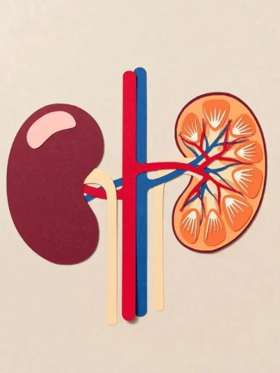 এই ৬টা সাধাৰণ অভ্যাসে নষ্ট কৰিব পাৰে কিডনী! জানক…