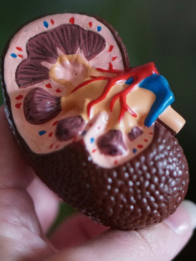 নিতে পুৱা গ্ৰহণ কৰক এনে পানীয়, আপোনাৰ কিডনী হৈ থাকিব সমস্যামুক্ত