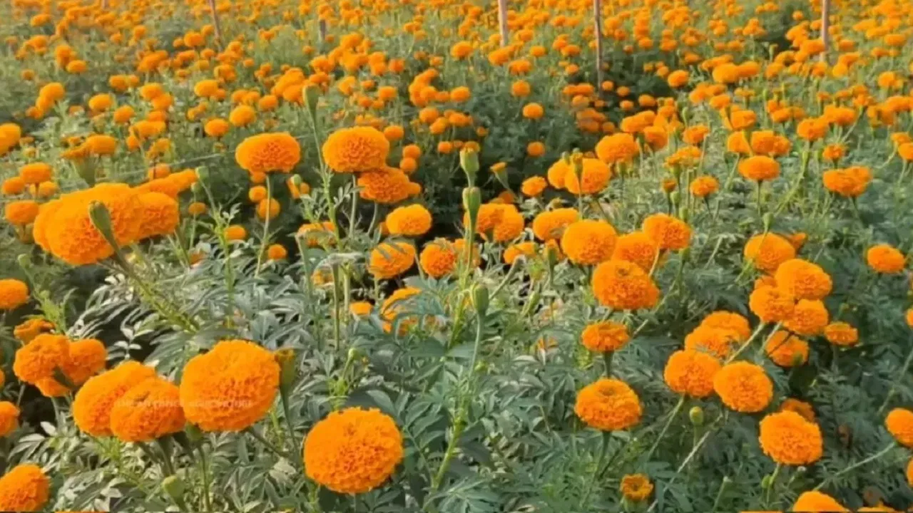 নাৰ্জী ফুলৰ গোন্ধ বহু দূৰৰ পৰাই অনুভৱ কৰিব পাৰি। নাৰ্জী ফুল খুব সোনকালেই সহজভাৱেই ডাঙৰ হৈ ফুলি থকা ঠাইখিনি বা ঘৰখনৰ সৌন্দৰ্য বৃদ্ধি কৰা দেখিবলৈ পোৱা যায়। এই সুগন্ধি ফুলৰ কৃষি প্ৰণালী একেবাৰে সহজ।