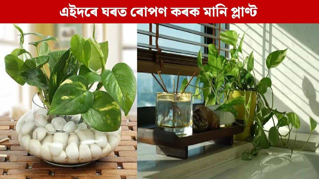 Money Plant: ঘৰৰ এই দিশত ৰোপণ কৰক মানি প্লাণ্ট, বৃদ্ধি হব ধন-সম্পত্তি, জিলিকি উঠিব ভাগ্য!