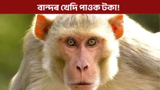 বান্দৰ খেদিও পাব দৰমহা, কিন্তু ক’ত কেনেকৈ পাব এই চাকৰি? জানক