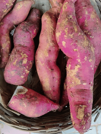 কি সমস্যা থকা লোকে মিঠা আলু খাব নালাগে?