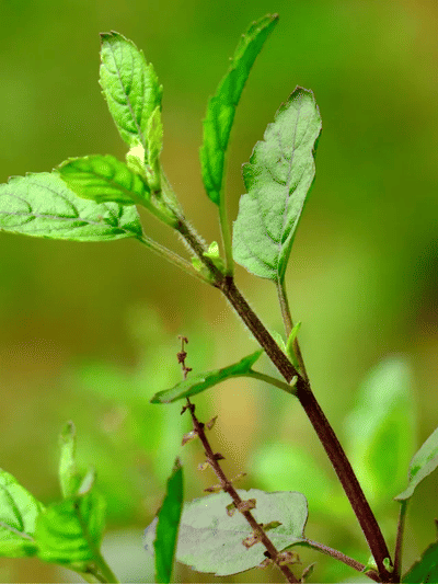 জীৱনলৈ বেয়া দিন অহাৰ পূৰ্বে তুলসী গছে দিয়ে এই সংকেত…